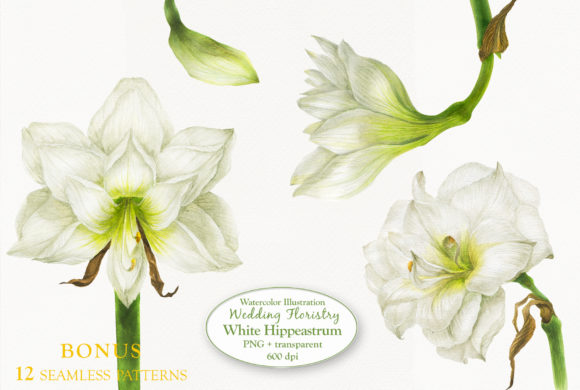 Elegant White Hippeastrum: Watercolor Florals for Your Designs